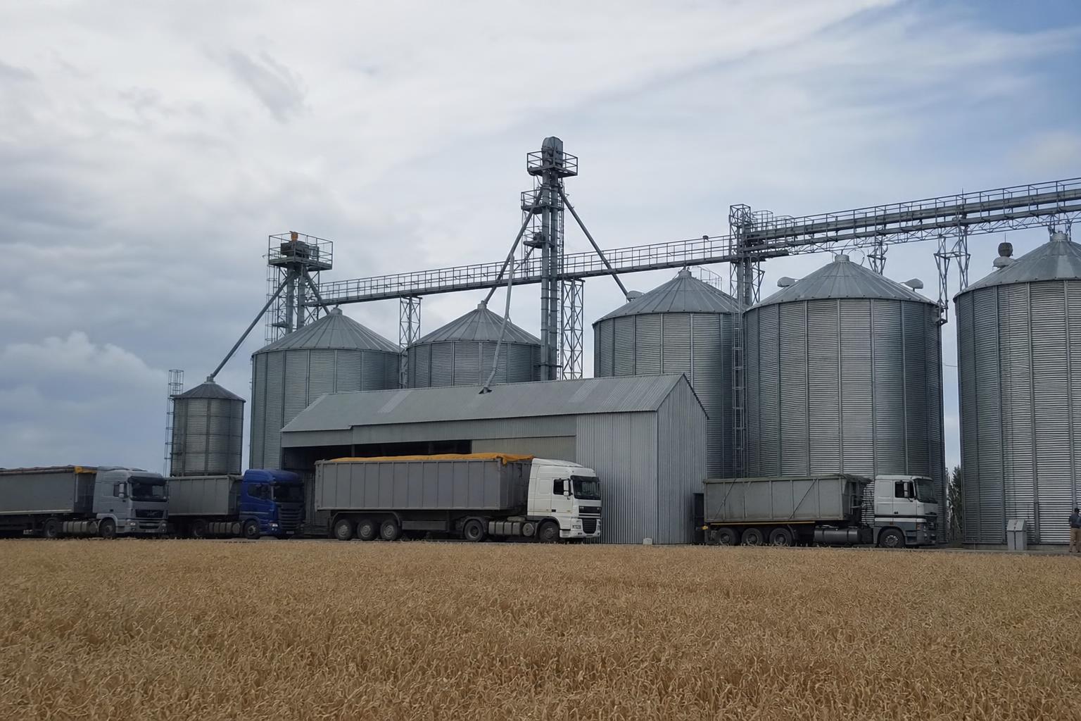 Wheat reacts to Black Sea risks: what grain sellers in Ukraine should monitor