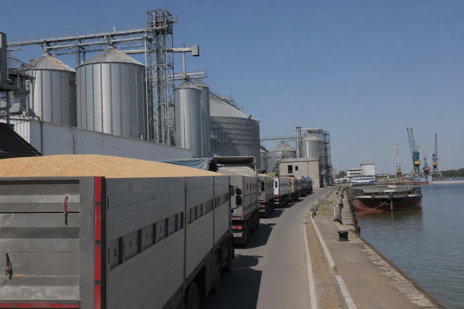 Wheat Holds Premium at Constanța: Logistics Again Define Grain Market Margins