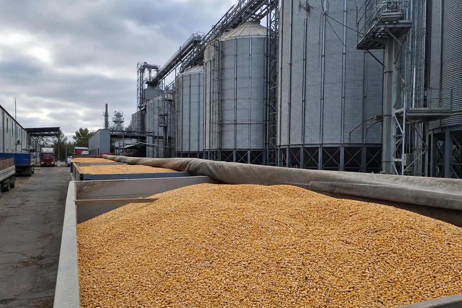 Corn Prices in Ukraine: Decline in Danube Ports and Export Risks