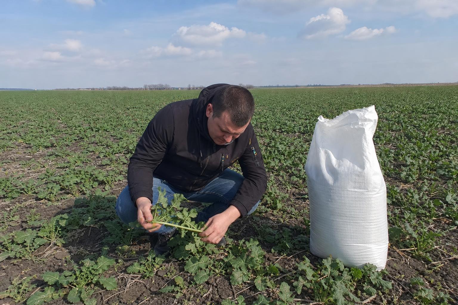 Бор для озимого ріпаку: що врахувати під час закупівлі добрив восени - AgroPost