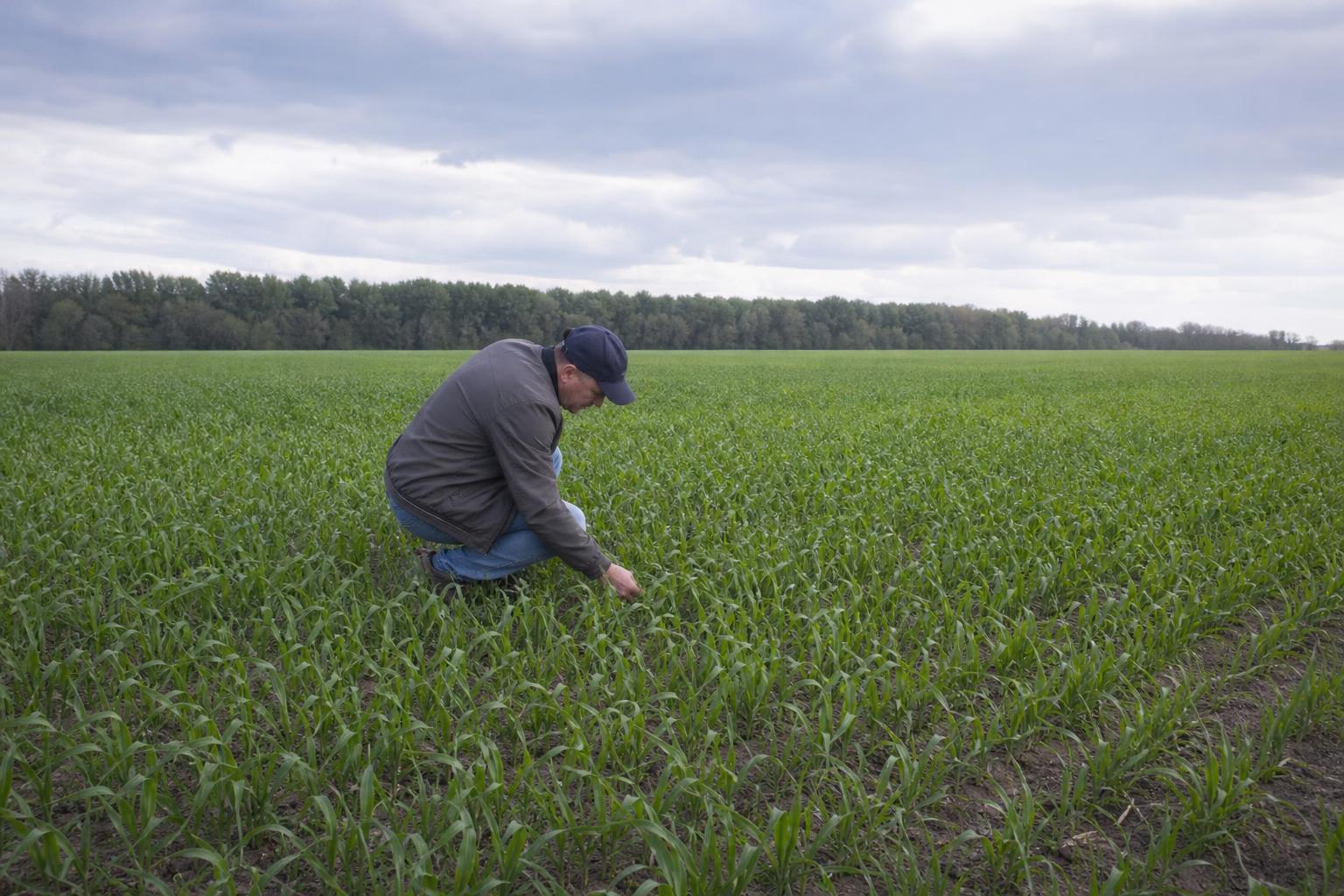 У наданих джерелах немає даних для огляду ринку захисту рослин - AgroPost