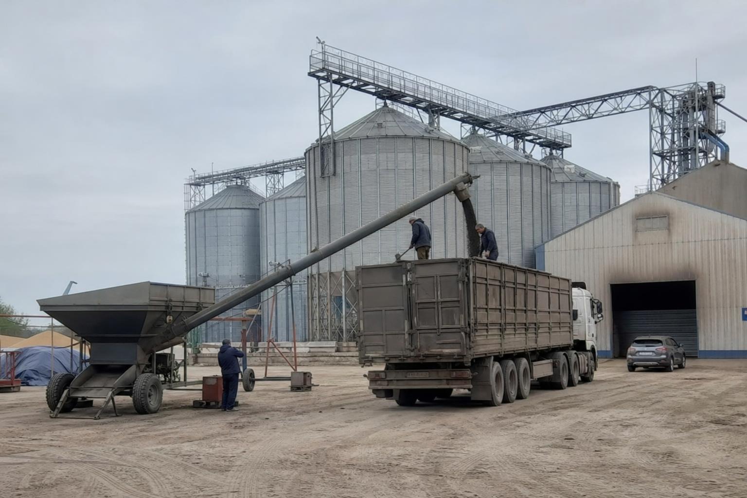 Соняшник у логістиці: як враховувати карантинні обмеження та ризики зберігання - AgroPost