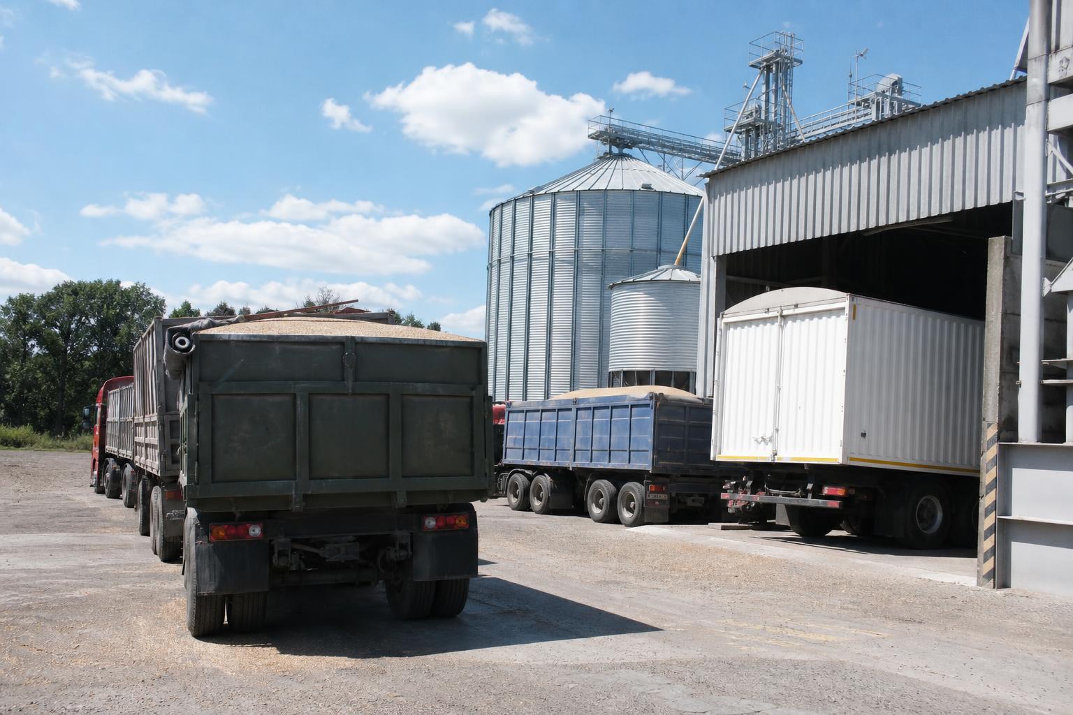 Пшениця просіла в ціні: що врахувати продавцям і покупцям зерна - AgroPost